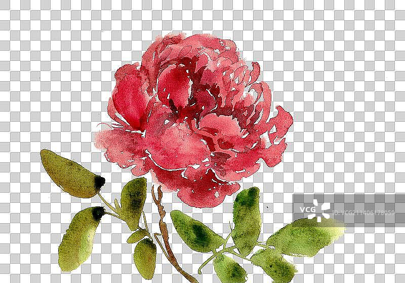 盛开的牡丹花图片素材