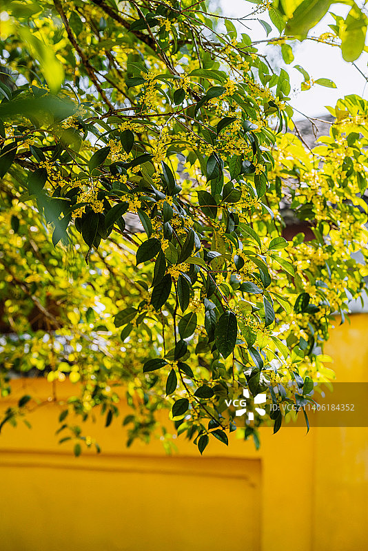 桂花特写镜头图片素材