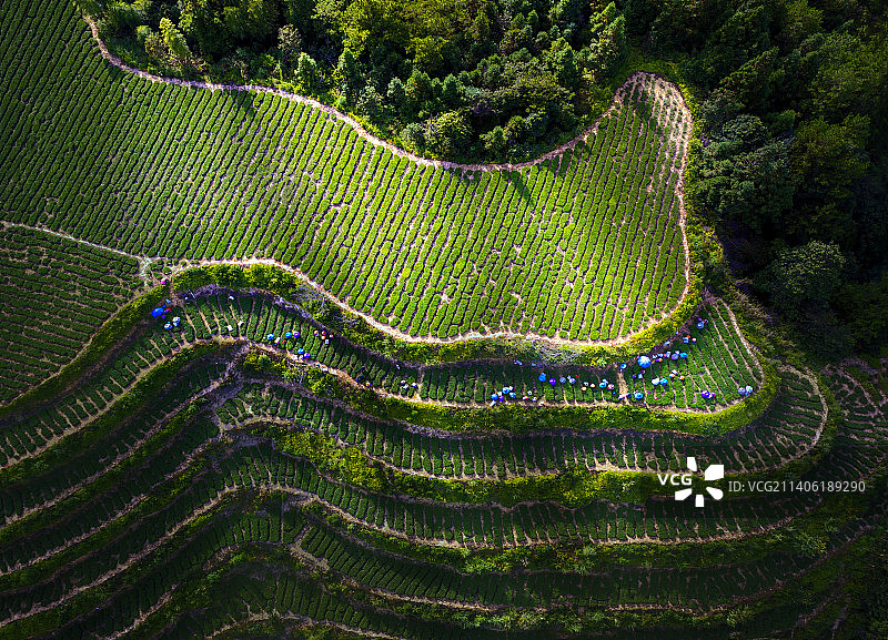 茶园秋光图片素材