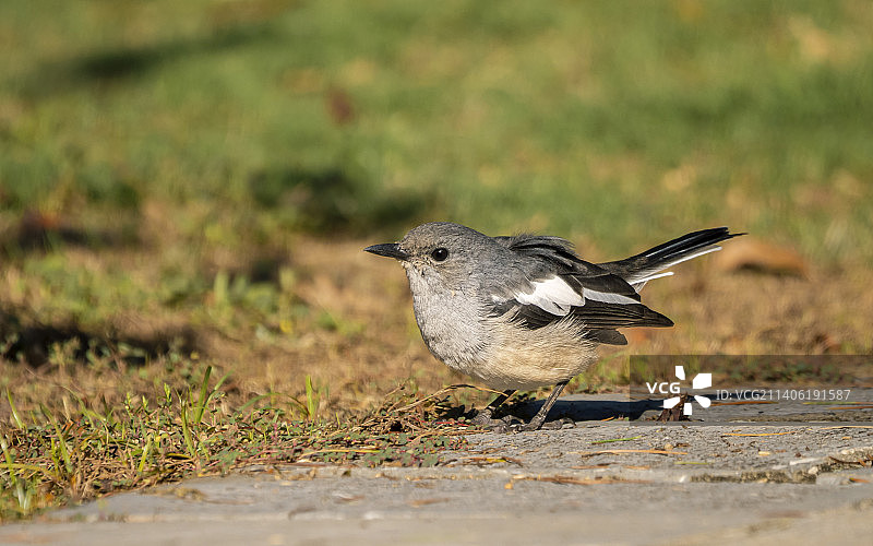 低角度观察雌鹊鸲图片素材