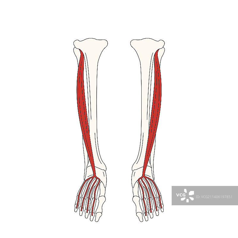 人体解剖绘图_趾长屈肌图片素材