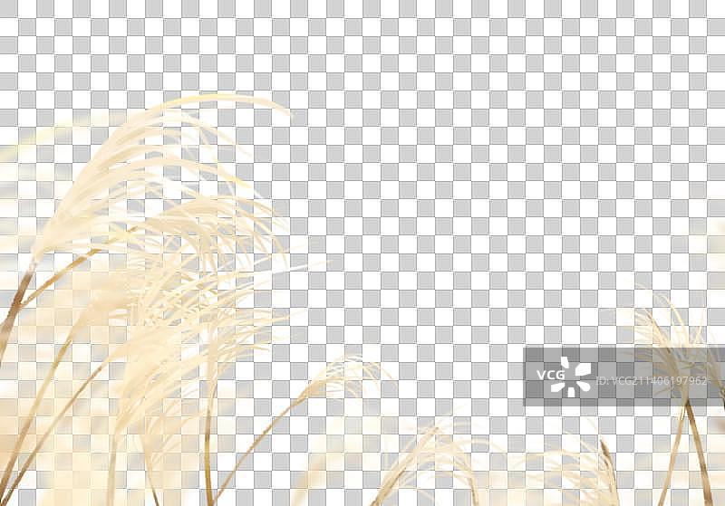 芦苇元素图片素材
