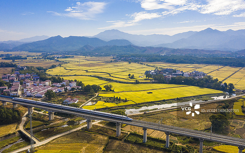 江西吉水：高铁穿越金色稻田图片素材