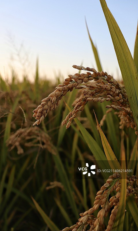 秋天丰收的水稻图片素材