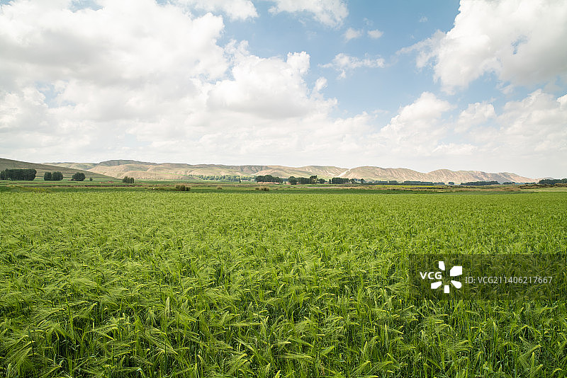 小麦农业产地图片素材