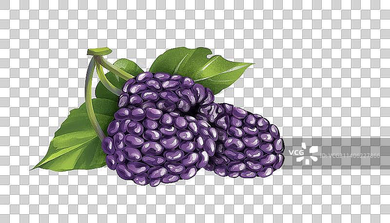 桑葚插画元素图片素材