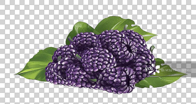 桑葚插画元素图片素材