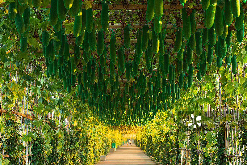 广州市南沙区东涌绿色长廊农业生态旅游景点图片素材