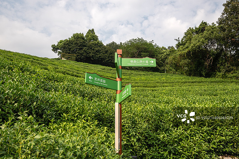 龙井茶山图片素材