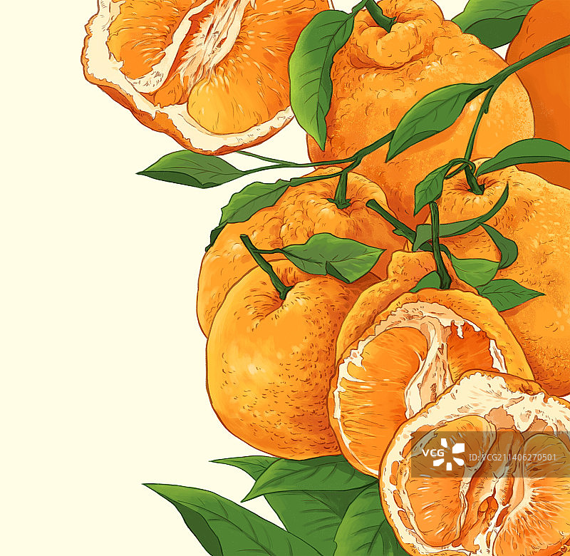 手绘耙耙柑图片素材