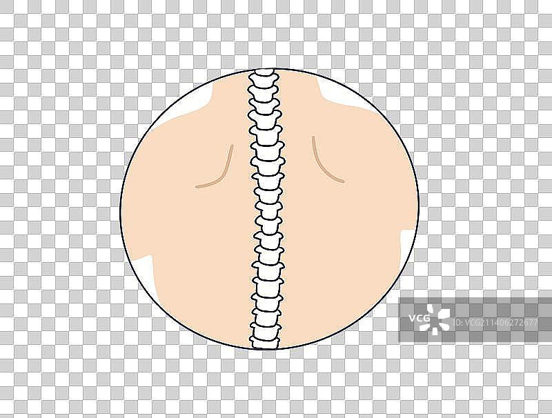 元素：脊柱图片素材