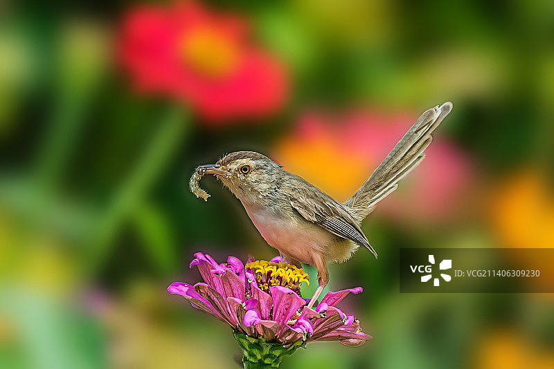 鹪莺_8536图片素材