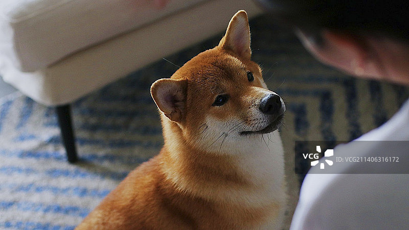 柴犬狗在家的特写镜头图片素材