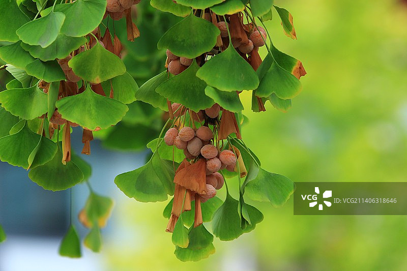 深秋的银杏果实图片素材