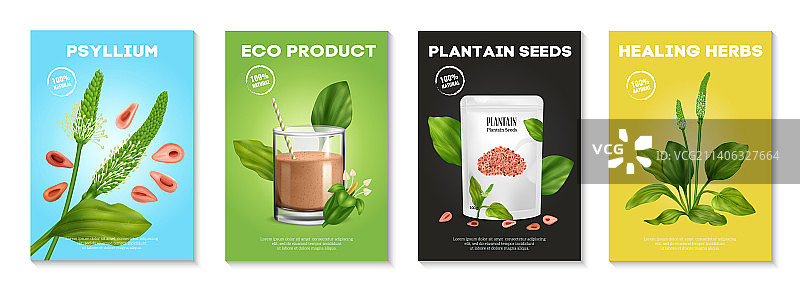 逼真的车前子海报套装图片素材