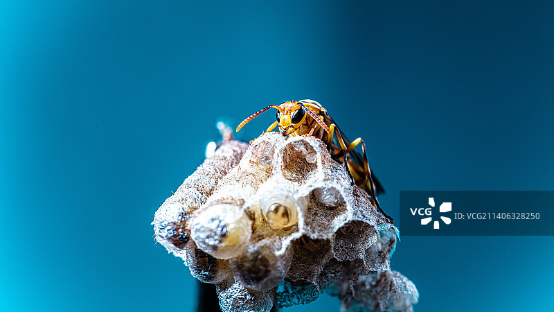 马蜂妈妈和他的孩子-1图片素材