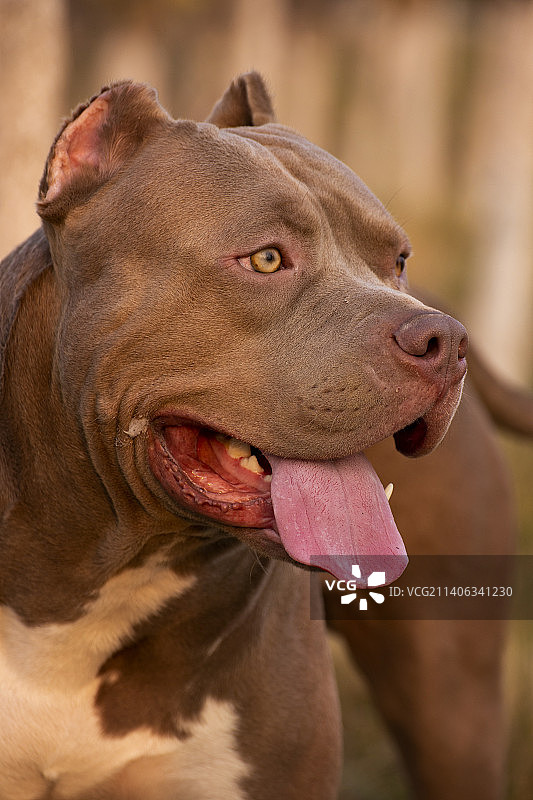 恶霸犬图片素材