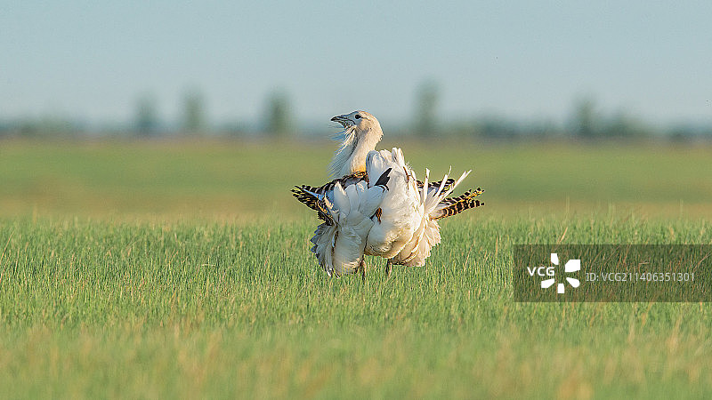 大鸨草原上翻花求偶图片素材