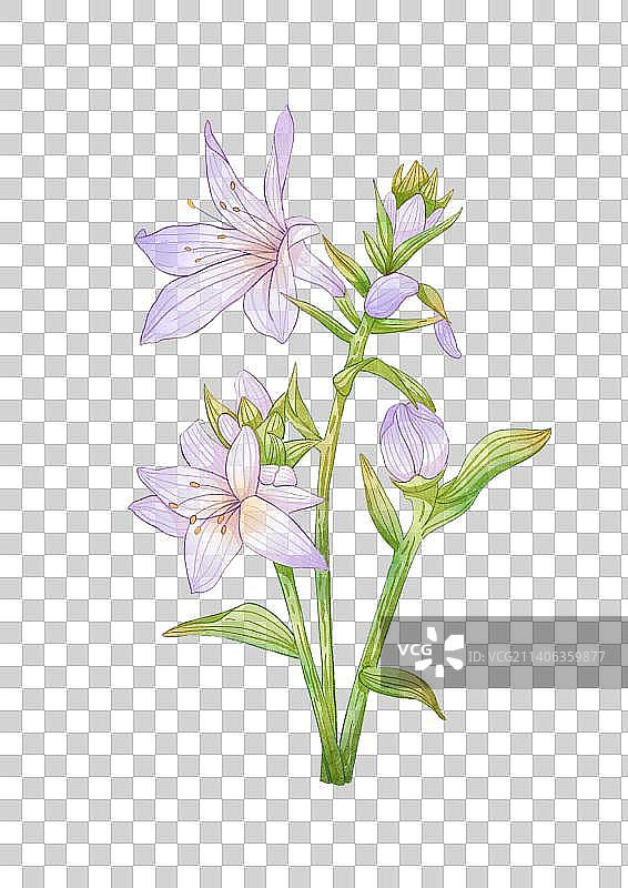 玉簪花图片素材