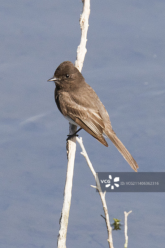 黑菲比霸鹟栖息图片素材