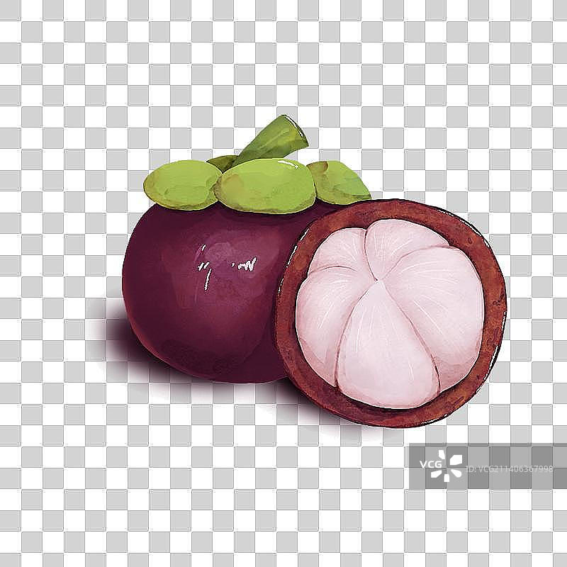 一个山竹，水彩画图片素材