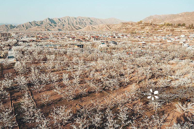 兰州什川镇梨花图片素材