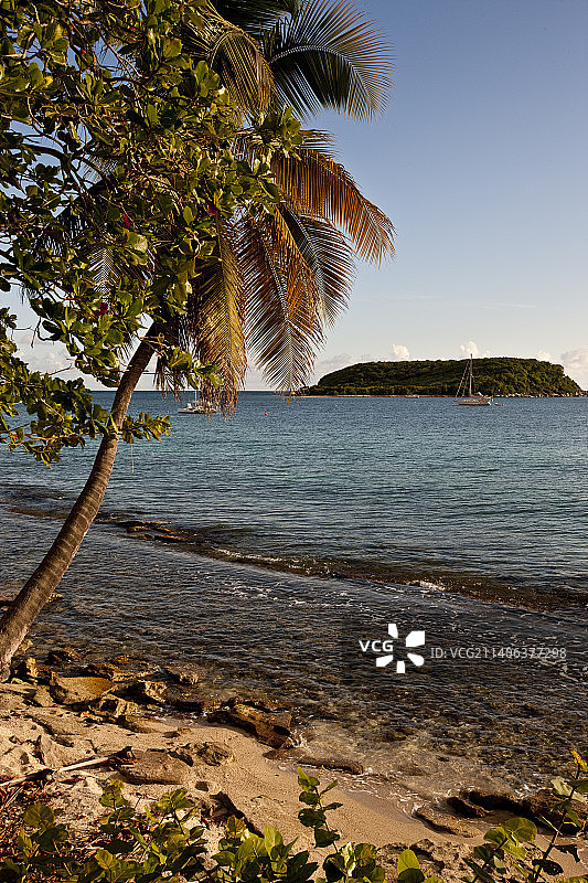 库莱布拉岛岸边的棕榈树图片素材