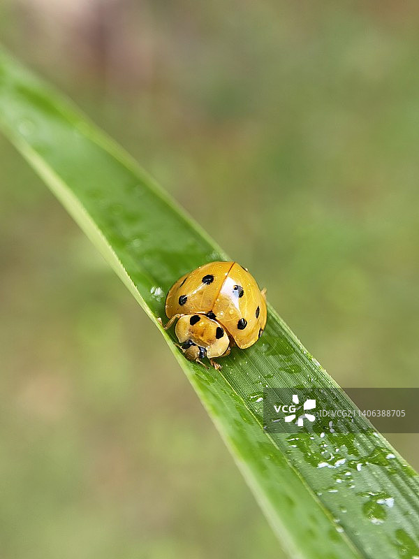 栉风沐雨图片素材