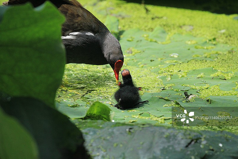 一只黑水鸡和一只小鸡亲昵的特写镜头图片素材