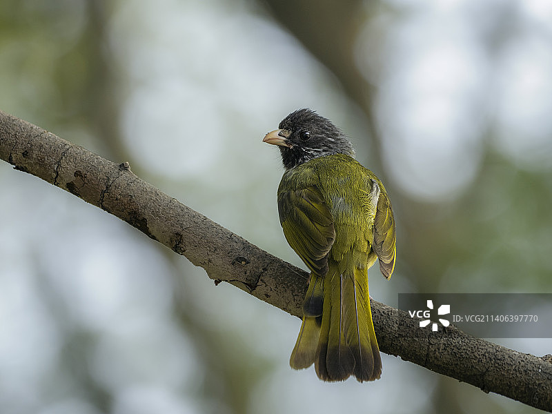喂雏间隙歇息的领雀嘴鹎图片素材