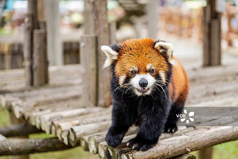 又到了动物园时光～图片素材