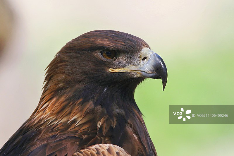 草原雕图片素材