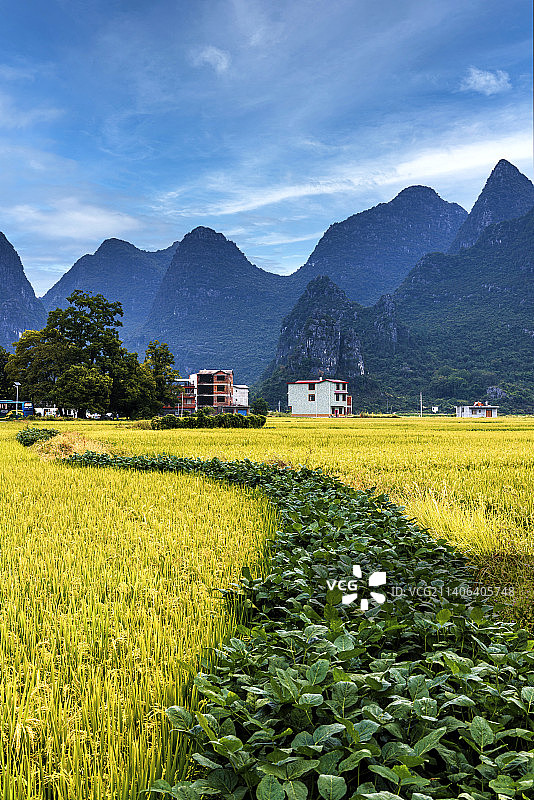 桂林田心村农业田景观图片素材