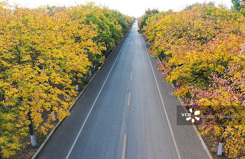 山东枣庄山亭区金黄的行道树扮靓城市道路图片素材