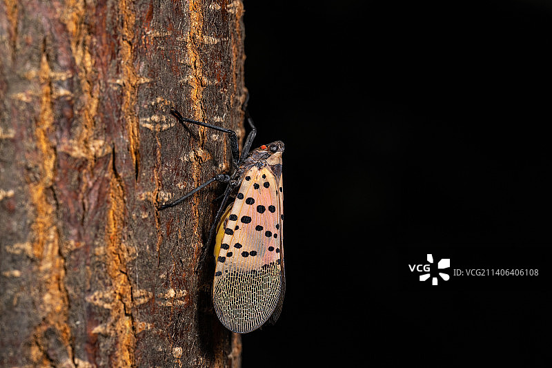 黑色背景趴在树干上的斑衣蜡蝉图片素材