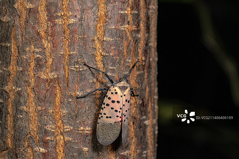 黑色背景趴在树干上的斑衣蜡蝉图片素材