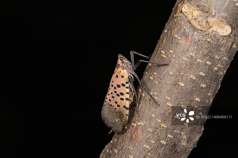 黑色背景趴在树干上的斑衣蜡蝉图片素材