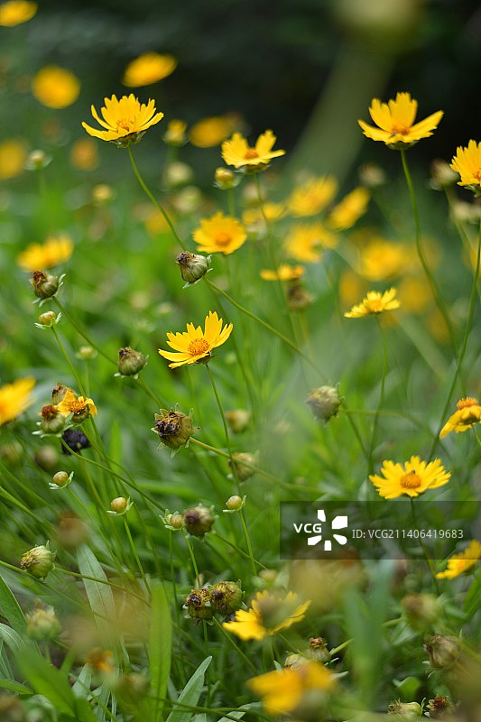 金鸡菊图片素材