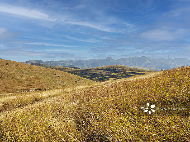 黄草葳葳图片素材