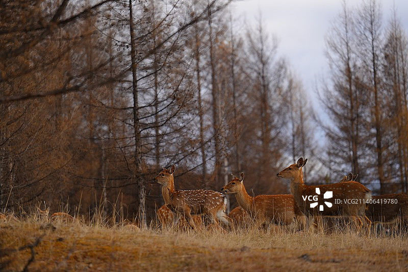呼伦贝尔图片素材