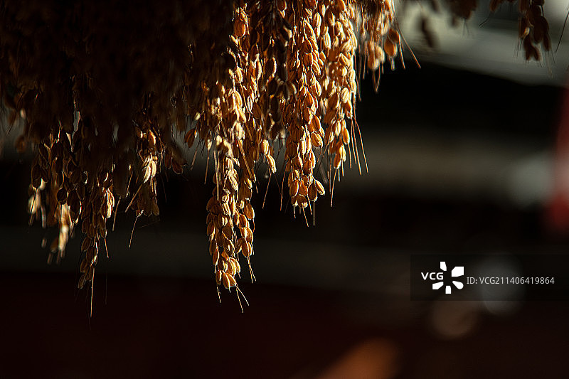 晾晒的糯米谷图片素材