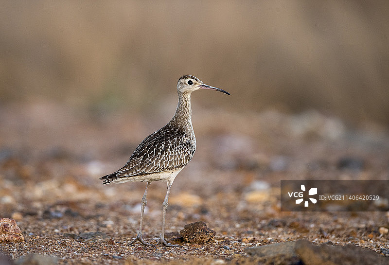小杓鹬图片素材