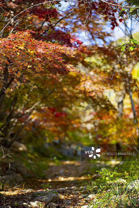 天凉好个秋图片素材