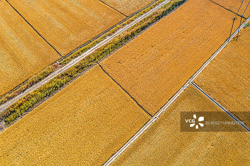 航拍：秋季新疆米东区 丰收的金黄的水稻田图片素材