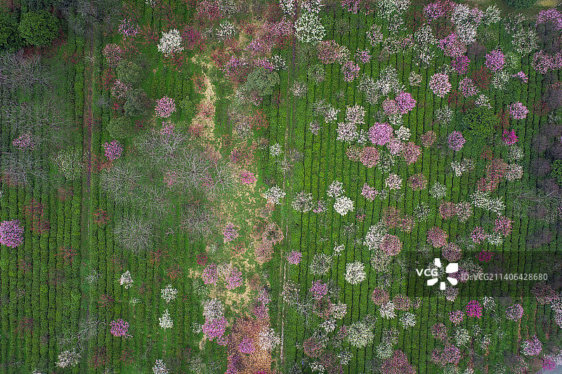 茶园春色图片素材