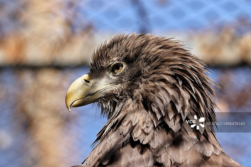 鹰的特写镜头图片素材