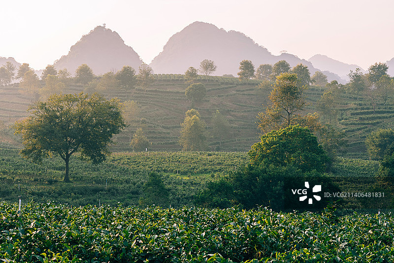 英德智能化茶园自然风光图片素材