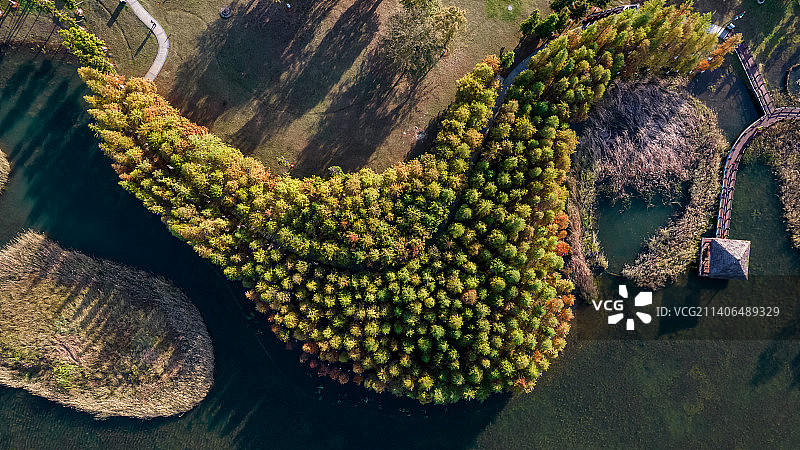 湖南长沙松雅湖水杉秋景航拍图片素材