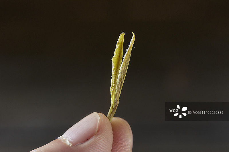 手拿一片茶叶仔细观察图片素材