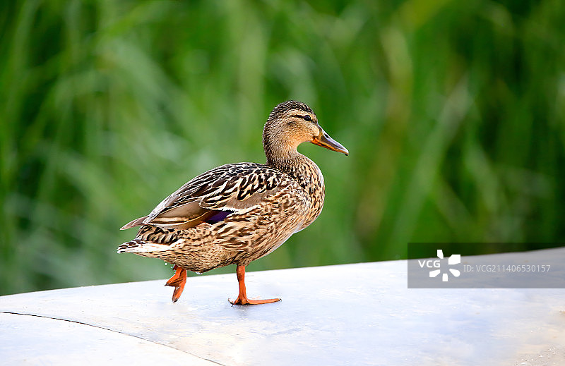 绿头鸭图片素材